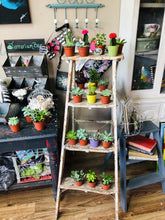 Load image into Gallery viewer, 06-07-25 Fairy Lantern Succulent Workshop