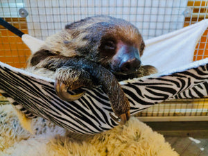 10-05-25 Sloth & Chill Paint & Sip with Rico the Sloth