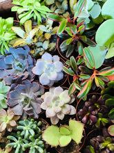 Load image into Gallery viewer, 06-07-25 Fairy Lantern Succulent Workshop