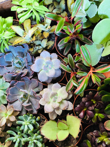 06-07-25 Fairy Lantern Succulent Workshop
