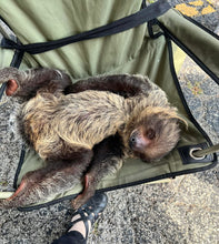 Load image into Gallery viewer, 10-05-25 Sloth &amp; Chill Paint &amp; Sip with Rico the Sloth