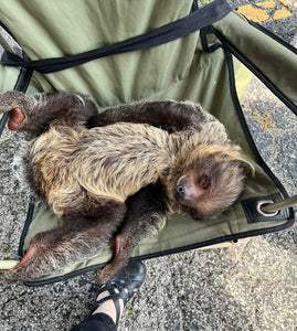 10-05-25 Sloth & Chill Paint & Sip with Rico the Sloth