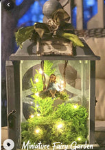 Load image into Gallery viewer, 06-07-25 Fairy Lantern Succulent Workshop